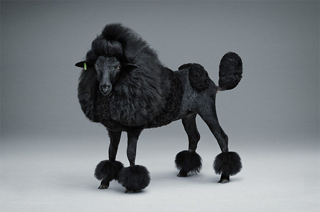 Black Sheep Poodle