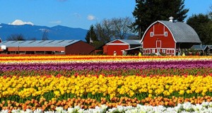 Skagit-Valley-Tulip-Festival